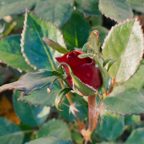 Meet your Posher, Devon - Picture 1 of 1